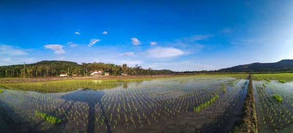 Scenic view of agricultural field against blue sky