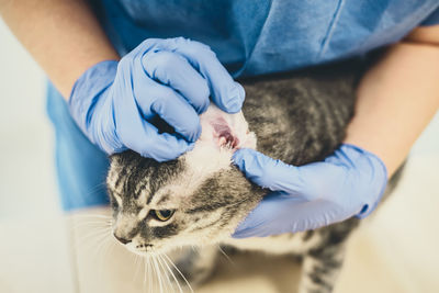 Veterinarian doctor is examining the ear of a cat