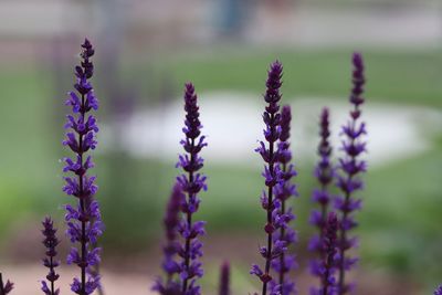 Close-up of purple lavender flowers on field