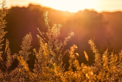 Close-up of plants on field against sky