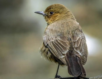 Close-up of bird perching outdoors