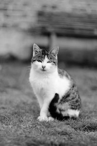 Cat sitting on a field