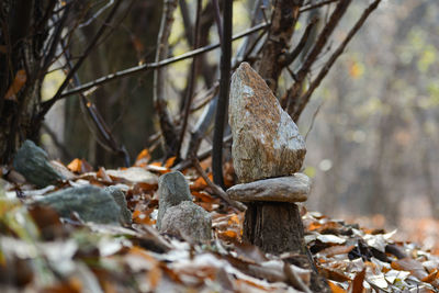 Close-up of dry leaves on tree trunk