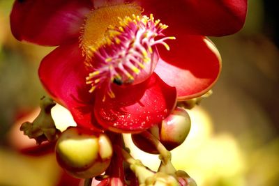 Close-up of pink flowering plant