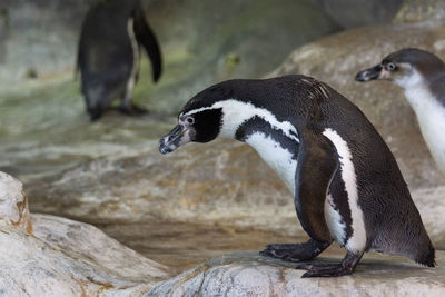 Close-up of penguin on rock