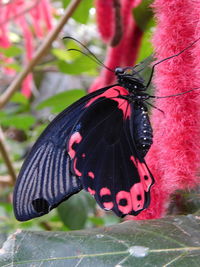 Close-up of butterfly pollinating flower