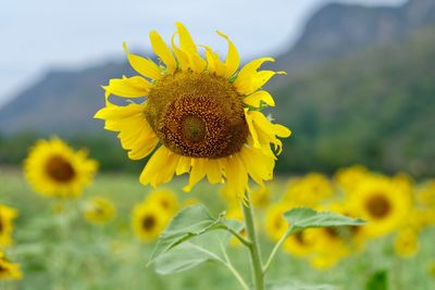 Close-up of sunflower on field