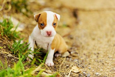 Portrait of puppy looking away