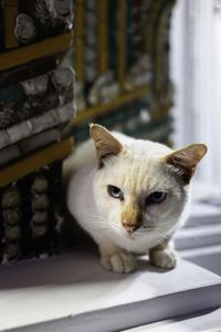 Close-up portrait of a cat