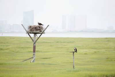 Bird perching on wooden post on field against sky