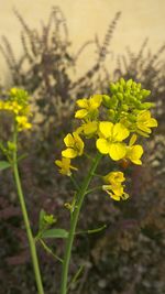 Close-up of yellow flowers blooming in field