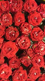 Full frame shot of red flowers