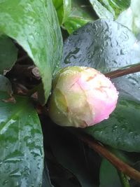 Close-up of flowers