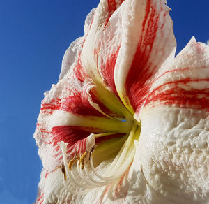 Close-up of white red flower against sky