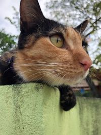 Close-up of a cat looking away