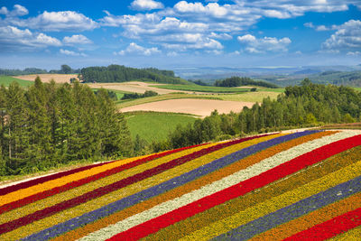 Beautiful flower field in biei, hill town