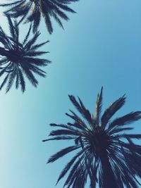 Low angle view of palm tree against clear blue sky