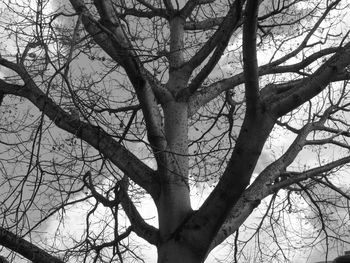 Low angle view of bare tree against sky