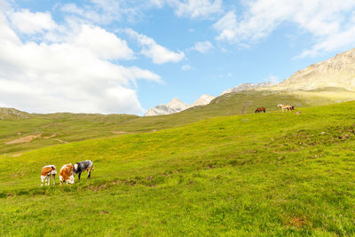 Horses in a field