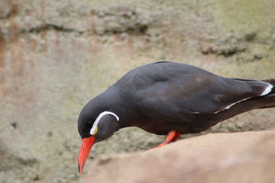 Close-up of bird perching