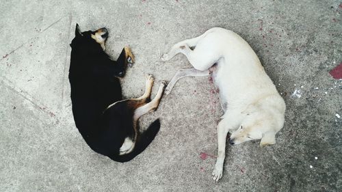 High angle view of dogs