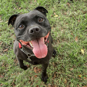 Portrait of dog on grassy field