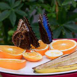 Close-up of honey bee on plate