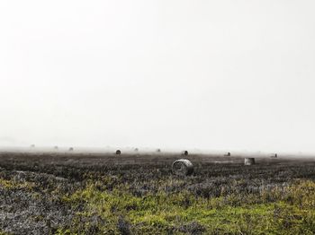 Scenic view of field against clear sky