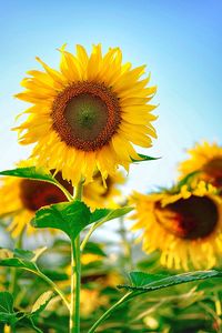 View of sunflowers growing against blue sky