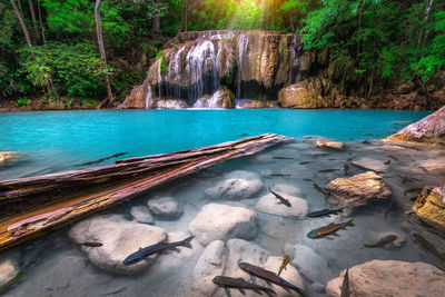 Erawan waterfall with clear turquoise water and a group of natural fish in a tropical forest