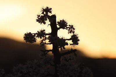 Silhouette tree on field against sky during sunset