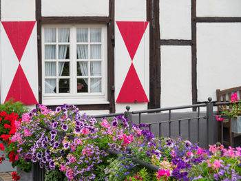 Pink flowering plants by window of building