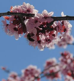 Close-up of pink flowers on branch