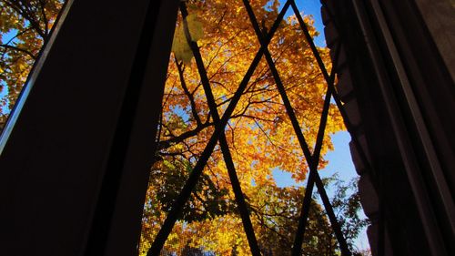 Low angle view of trees against sky during autumn