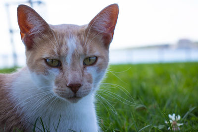 Close-up portrait of a cat