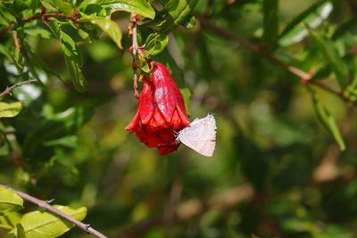 Close-up of red rose on leaves