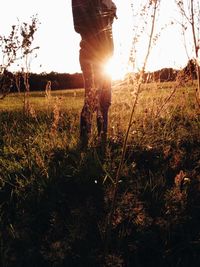 Sun shining through grassy field