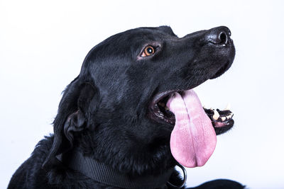 Close-up of black dog against white background