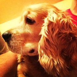 Close-up of dog