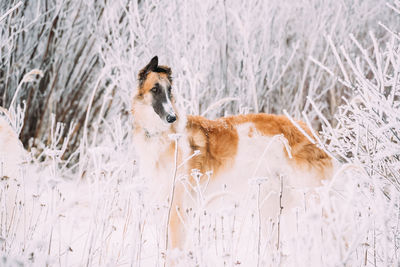 Dog standing on snow