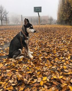 Dog on field during autumn