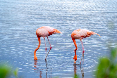 Close-up of flamingo in lake