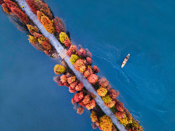 High angle view of coral in sea