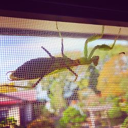 Close-up of giraffe against blurred background
