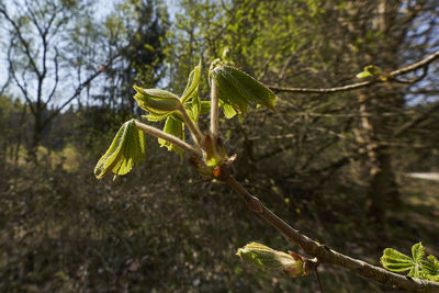 Close-up of flowering plant on land