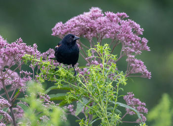 Bird perching on purple flowering plant