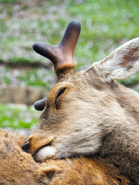 Close-up of deer sleeping in zoo