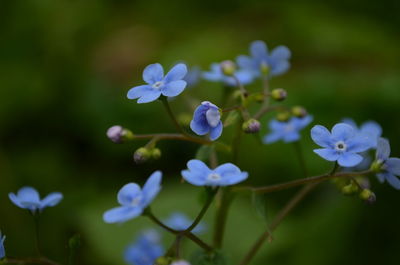 Close-up of purple flowering plant