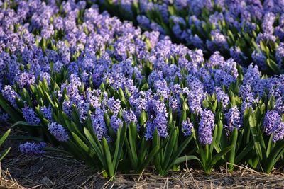 Hyacinths fields in lisse holland