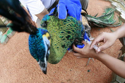 Cropped hands giving peacock injection